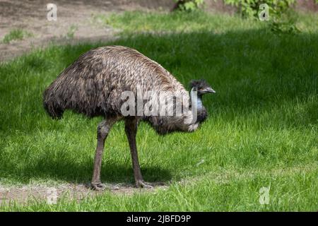 l'emu (Dromaeus novaehollandiae) uccello nel prato, animale endemico nella famiglia Casuariidae, nativo dell'Australia. Foto Stock