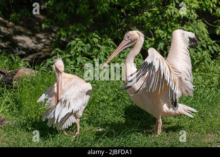 Il grande pelican bianco (Pelecanus onocrotalus) maschio che mostra impressionante dimensione delle sue ali ad una femmina durante la stagione di accoppiamento, uccello nella famiglia Pelean Foto Stock