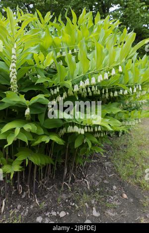 Polygonatum giganteum, sigillo gigante Salomone (Polygonatum canaliculatum, P. biflorum) pianta erbacea perenne con fiori bianchi della famiglia Asparag Foto Stock