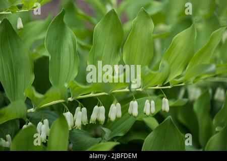 Polygonatum giganteum fiori bianchi a campana, sigillo gigante Salomone (Polygonatum canaliculatum, P. biflorum), pianta erbacea perenne con fl bianco Foto Stock