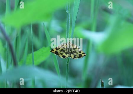 farfalla gialla macchiata di falena seduta in erba sfondo verde Foto Stock