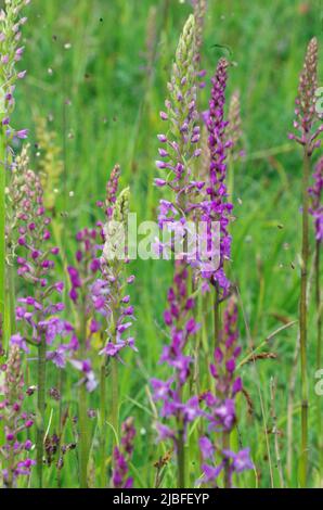 Orchidee selvatiche in un luogo di crescita segreto. Foto Stock