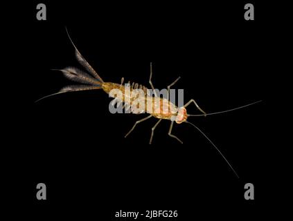 Stagno Olive - Cloeon dipterum Foto Stock