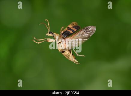 Fagiolo di Longhorn con macchie nere - Rhagium mordax Foto Stock