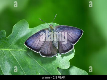 Viola Hairstreak - Neozephyrus (Favonius) quercus Foto Stock