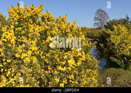 Gorse comune - Ulex Europaeus Foto Stock