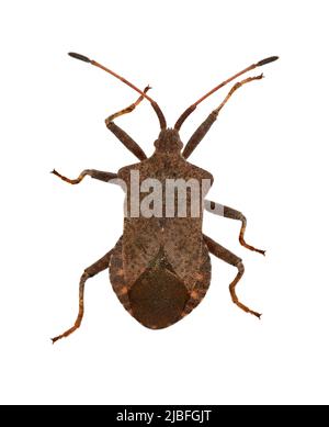 Dock - Bug Coreus marginatus Foto Stock