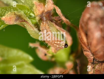 Viola Hairstreak - Neozephyrus quercus Foto Stock