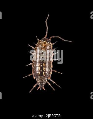 Comune Striped Woodlouse - Filoschia muscorum Foto Stock