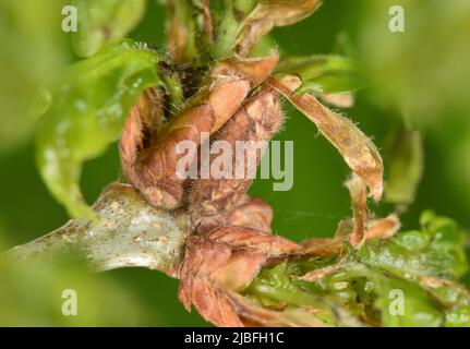 Viola Hairstreak - Neozephyrus quercus Foto Stock