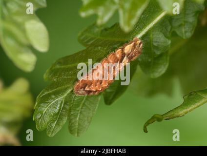Viola Hairstreak - Neozephyrus quercus Foto Stock