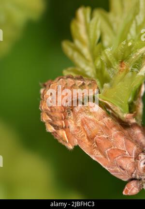 Viola Hairstreak - Neozephyrus quercus Foto Stock