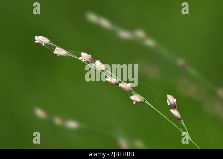 Legno Melick - Melica uniflora Foto Stock