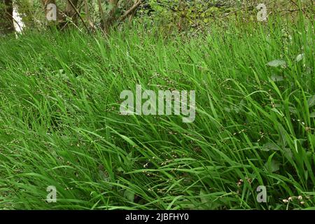 Legno Melick - Melica uniflora Foto Stock