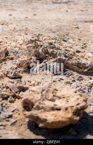 Giovane flora di gariga (Euphorbia) che cresce su una spiaggia in Grecia con una roccia in primo piano. Isola di Chrissi, Creta, Grecia Foto Stock