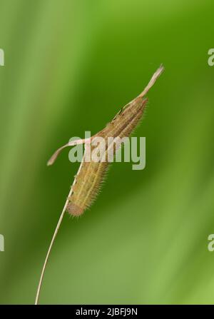 In marmo bianco - Melanargia galathea Foto Stock