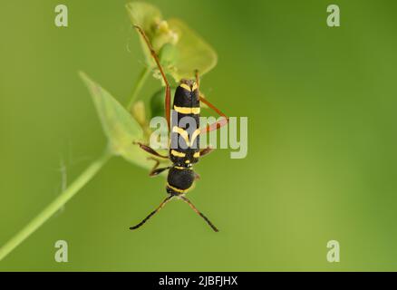 Wasp Beetle - Clytus arietus Foto Stock