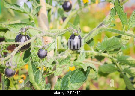 I pomodori neri, porpora, ciliegia crescono su un ramo del giardino. Foto Stock