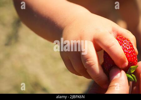 Il bambino prende una fragola dalle mani della madre. Le dita del bambino. Foto Stock