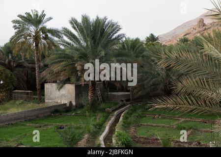 Una fattoria tradizionale a Nizwa, Oman, con palme, canali di irrigazione e campi verdi, riflettono la bellezza pacifica della campagna dell'Oman. Foto Stock
