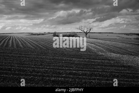 Campo arato e vista attraverso i Wolds con albero all'orizzonte e campi verdi tutti sotto il cielo nuvoloso luminoso in una giornata estiva, Yorkshiire, Regno Unito. Foto Stock