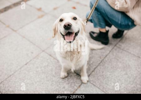 Carino allegro bianco cane oro Labrador Retriever seduto sulla strada vicino proprietario a piedi. Commemora l'amico. Chiudi Foto Stock