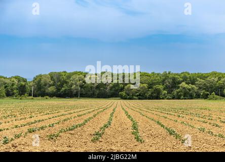 Un campo di recente piantato a East Hampton, NY Foto Stock