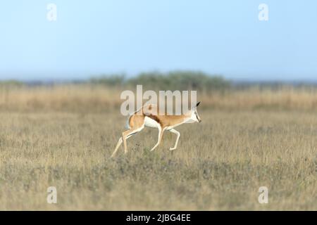 Springbok pronking in Kalahari semi deserto Botswana Foto Stock