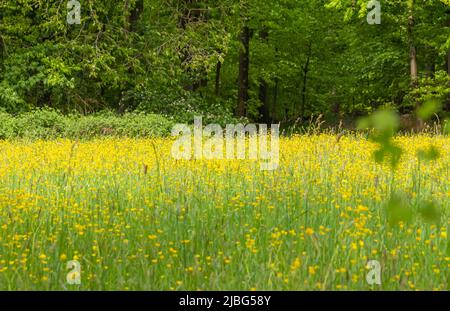 Paesaggio primaverile che include un prato fiorito sul bordo del bosco Foto Stock