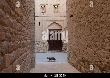 Un gatto randagio che cammina attraverso uno stretto vicolo nel quartiere storico di AlAqar a Nizwa, Oman, circondato da tradizionali pareti in mattoni di fango e da una vecchia porta in legno Foto Stock