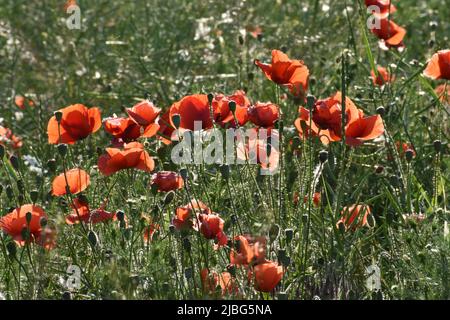 Papaveri rossi che fioriscono nel verde lussureggiante prato all'inizio dell'estate Foto Stock