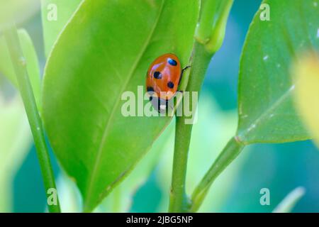 macro di sacchetto rosso di ladybird sulla foglia verde. Colori rosso e verde vivaci. Giardinaggio, primavera, macro, fuoco selettivo, soft focus Foto Stock