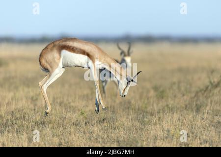 Springbok pronking in Kalahari semi deserto Botswana Foto Stock