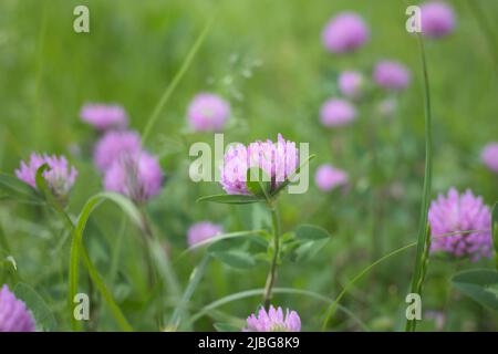 Fiore di trifoglio rosa (Trifolium) in un prato in primavera. Foto Stock