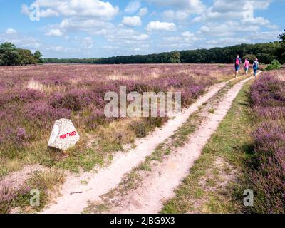 Persone che camminano sul sentiero attraverso i campi di erica fiorenti della riserva naturale Westerheide a Gooi, Paesi Bassi Foto Stock