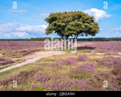 Juneberry, Amelanchier lamarkii, albero, sentiero e erica in fiore, brughiera Westerheide, Gooi, Paesi Bassi Foto Stock