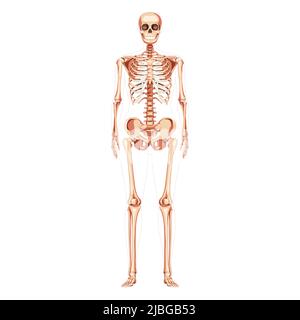 Donne Skeleton ossa del corpo umano di concetto femminile. Vista ventrale anteriore Lady. 3D immagine vettoriale realistica anatomicamente corretta della ragazza piatta di anatomia isolata su bianco Illustrazione Vettoriale