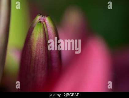 Singolo giglio Asiatico (Lilium asiatic) verde e rosa bocciolo con un morbido sfondo impressionistico rosa e verde. Foto Stock