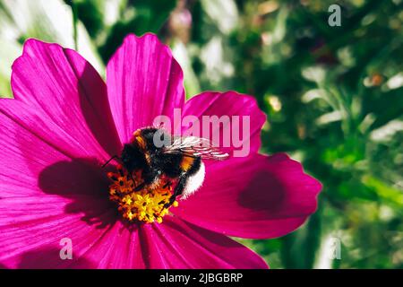 L'ape del miele raccoglie il polline dal fiore viola. Apicoltura e agricoltura. Sfondo estivo. Foto Stock