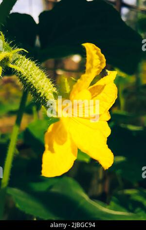 Cetrioli crescenti in una serra. Fiore giallo con germoglio di cetriolo. Giardinaggio e agricoltura. Foto Stock