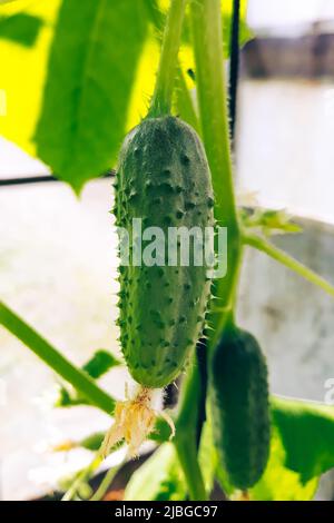 Cetrioli freschi giovani da vicino. Coltivando vegetali in una serra. Giardinaggio e agricoltura. Foto Stock