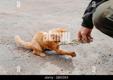 Gattino piccolo zenzero sta giocando all'esterno. Concetto di amicizia tra uomo e gatto. Cura di animali senza tetto. Foto Stock