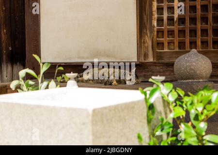 Carino gatto che dorme su engawa (corridoio di legno-pavimento) in vecchio tempio giapponese a Hiroshima, Giappone. Foto Stock