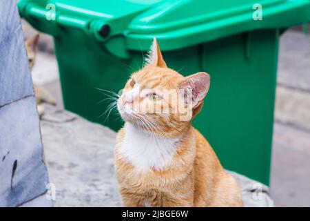 Zenzero gatto randagio nel vecchio tempio (Wat Pho) a Bangkok, Thailandia curiosamente guardando qualcosa con occhi rovesciati Foto Stock