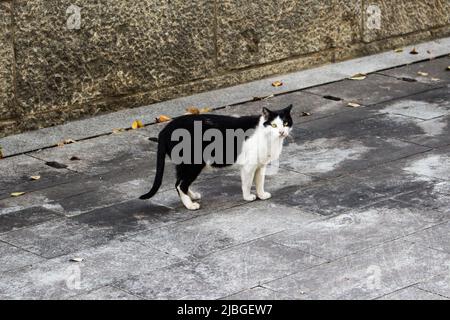 Primo piano immagine di un gatto randagio che guarda lo spettatore in modo bellico sulla strada a Busan, Corea Foto Stock