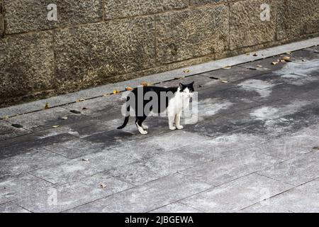 Primo piano immagine di un gatto randagio che guarda lo spettatore in modo bellico sulla strada a Busan, Corea Foto Stock
