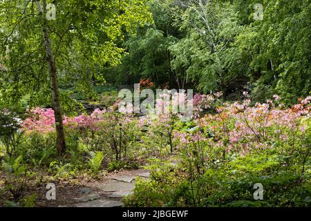 Il giardino azalea al Minnesota Landscape Arboretum a Chaska, Minnesota. Foto Stock