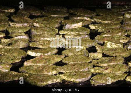 Frittura di pesce Catla in un grande gruppo su una padella, frittura di pesce verde masala Foto Stock