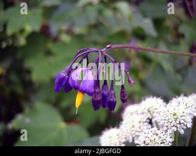 Lamentando Nightshade del Bittersweet Foto Stock