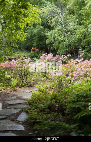 Il giardino azalea al Minnesota Landscape Arboretum a Chaska, Minnesota. Foto Stock